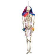 Skelet Circus Clown - Halloween Hangdecoratie - 160 cm